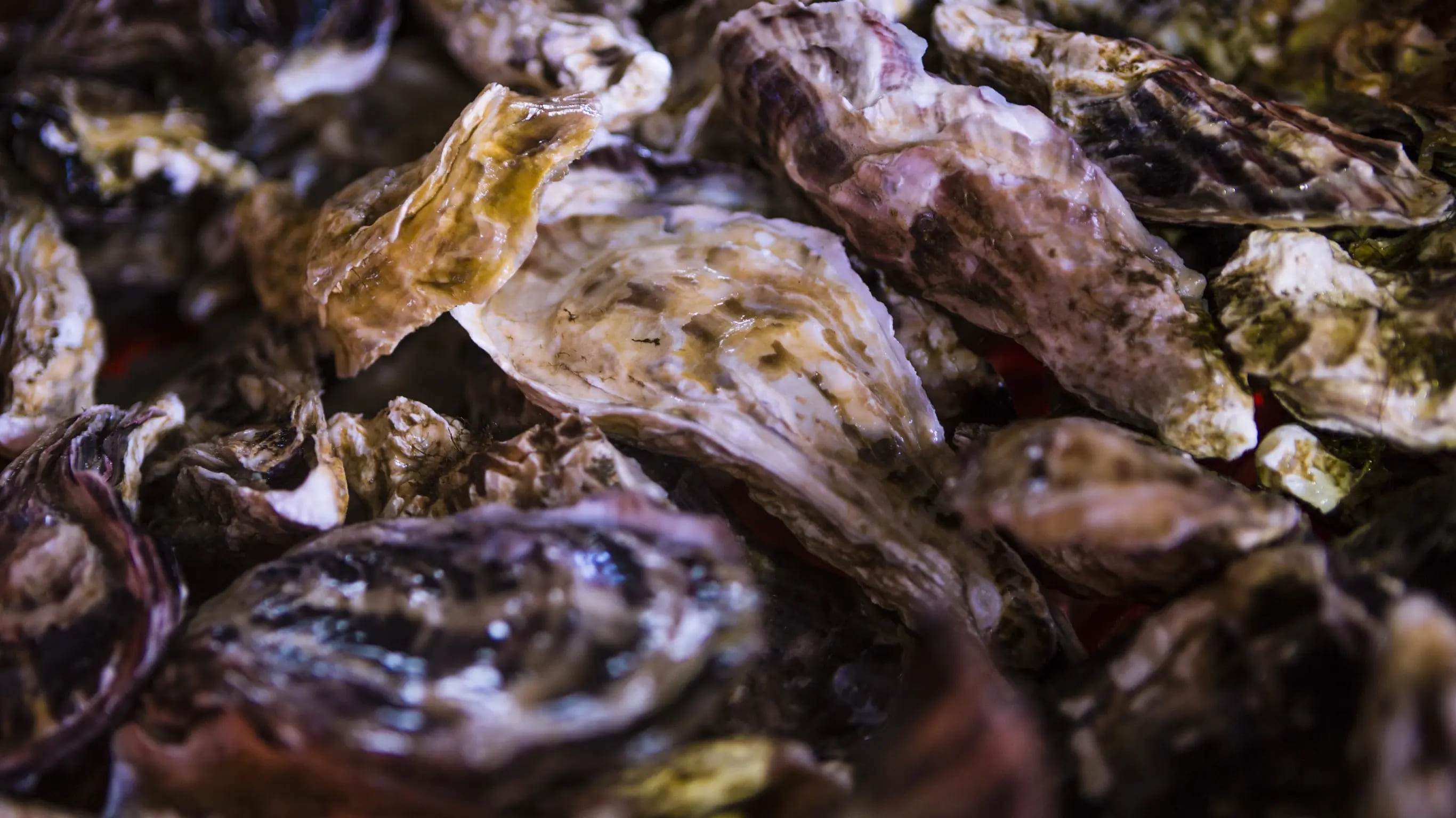 オイスターの未来を創造します 安全安心な生牡蠣の卸・販売「日本かきセンター」