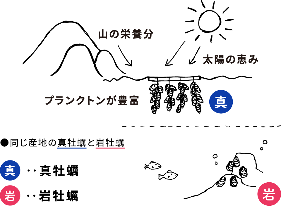 牡蠣の種類について図解