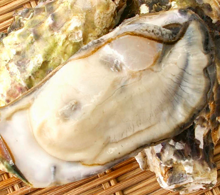 三重県的矢湾産真牡蠣